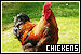 Chickens and Chicks