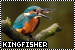 Kingfishers