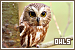 Owls