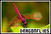 Dragonflies