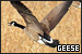 Geese
