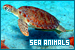 Sea Animals