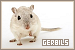 Gerbils