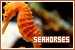Seahorses