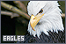 Eagles
