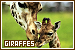 Giraffes