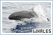 Whales