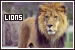 Lions