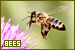 Bees