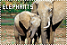 Elephants