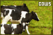 Cows