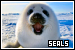 Seals