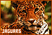Jaguars