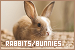 Rabbits/Bunnies