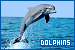 Dolphins