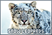 Snow Leopards