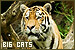 Big Cats
