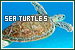 Sea Turtles