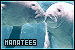 Manatees