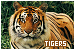 Tigers