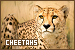 Cheetahs