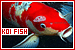 Japanese Koi Fish