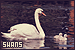 Swans
