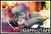 Orangutans