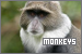 Monkeys