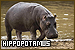 Hippopotamus