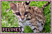 Felines