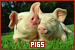 Pigs