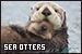 Sea Otters