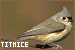 Titmice