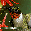 Hummingbirds