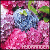 Hydrangea