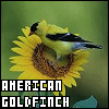 American Goldfinch