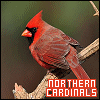Northern Cardinals