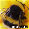 Bumblebees
