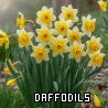 Daffodils