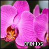 Plants/Flowers/Herbs: Orchids