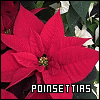 Poinsettias